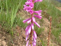 Watsonia confusa